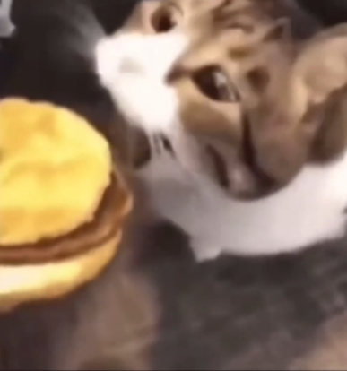CAN HAS CHEESEBURGER?