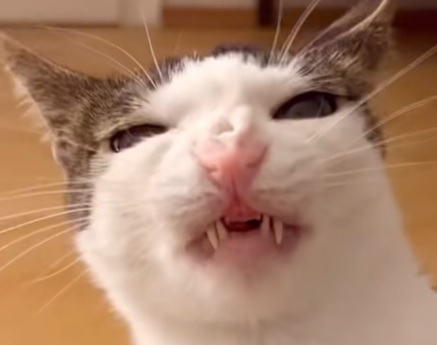 much cronchy