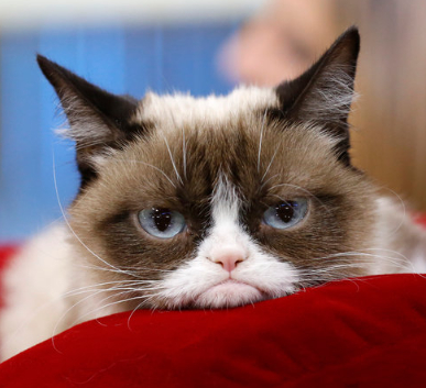 RIP Grumpy Cat